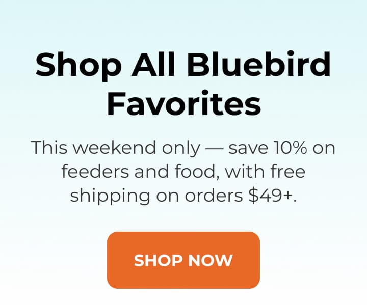Shop All Bluebird Favorites