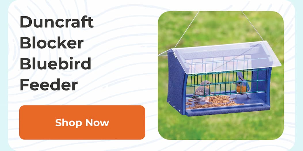Duncraft Bluebird Blocker Feeder