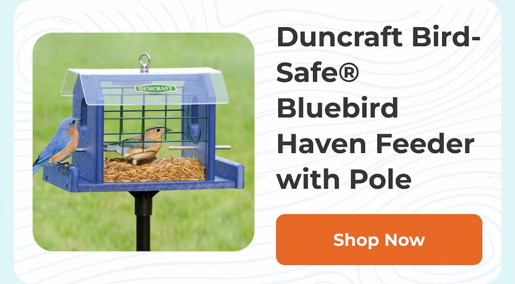 Duncraft Bird-Safe® Bluebird Haven Feeder with Pole
