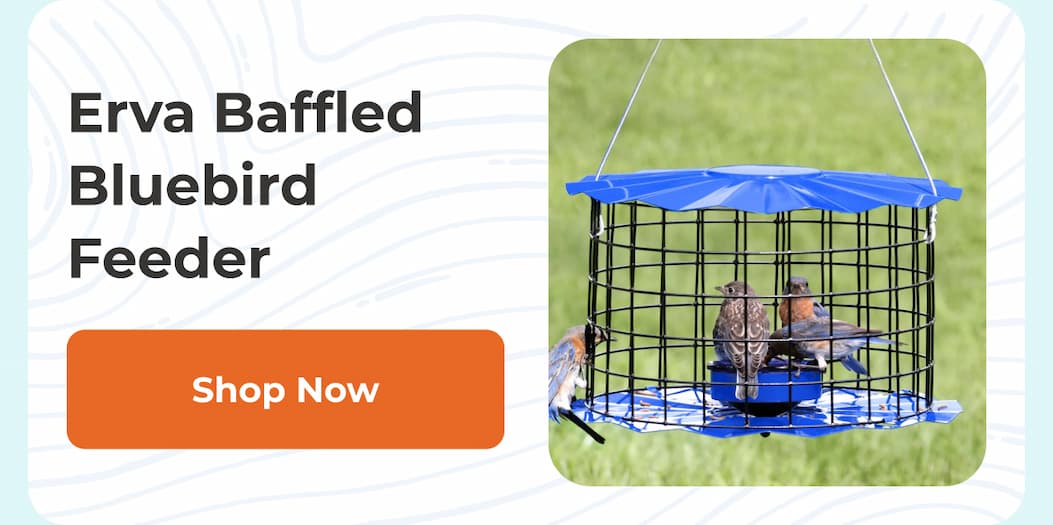 Erva Baffled Bluebird Feeder