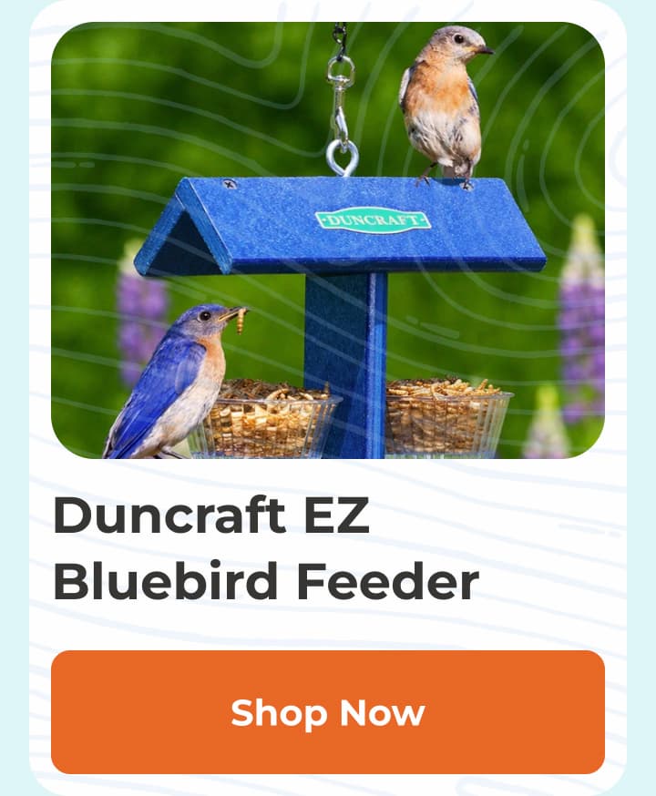 Duncraft EZ Bluebird Feeder