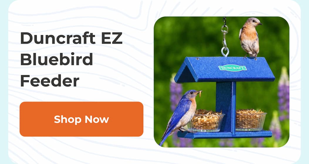 Duncraft EZ Bluebird Feeder