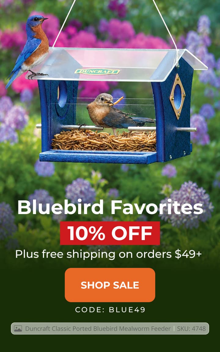 Bluebird Favorites — 10% Off