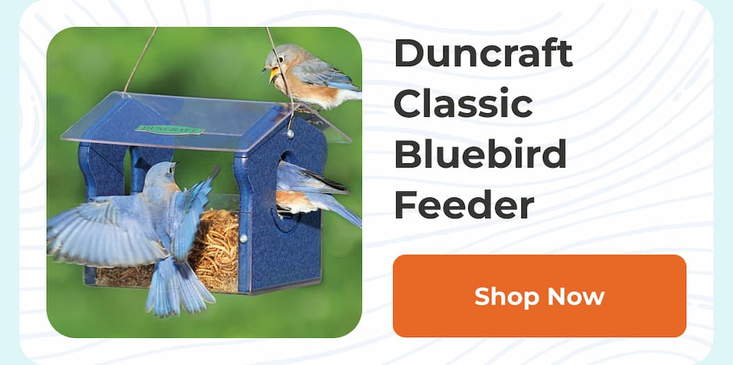 Duncraft Classic Bluebird Feeder