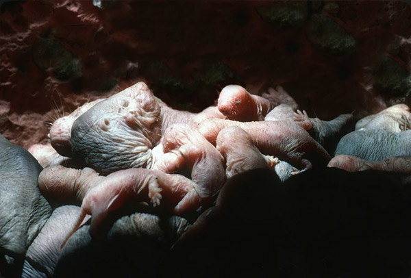A naked mole rat queen lying on her back while her babies climb over and suckle from her.