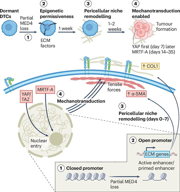 An infographic showing that partial loss of a protein called mediator subunit 4 (MED4) in dormant disseminated tumour cells (DTCs) results in epigenetic permissiveness, cytoskeletal remodelling and metastatic outgrowth. 