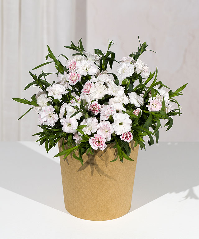White Carnation Plant