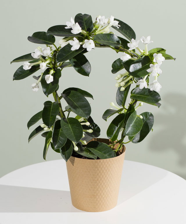 Stephanotis Plant