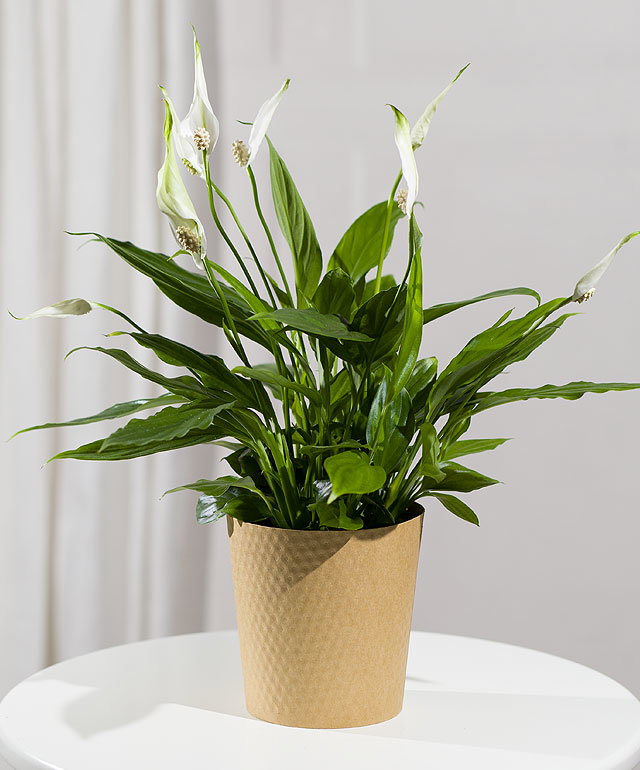 Peace Lily Plant