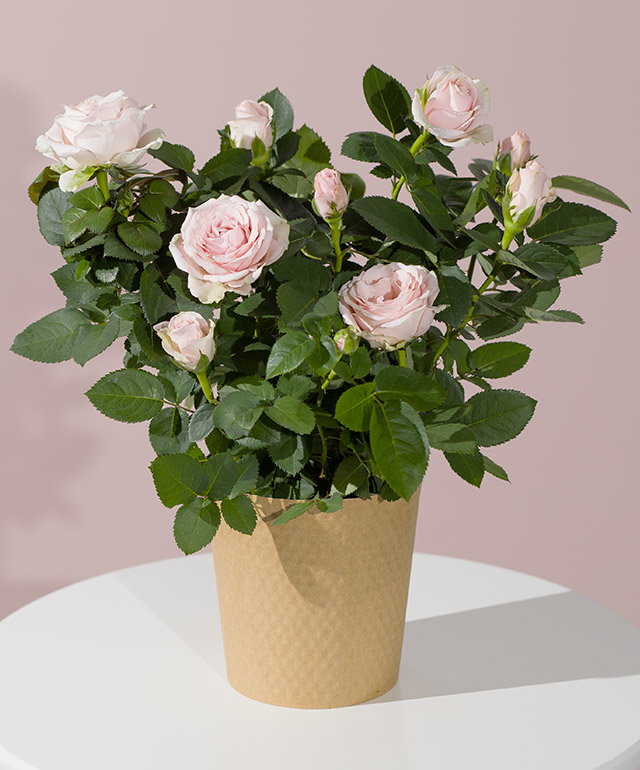 Pink Rose Plant