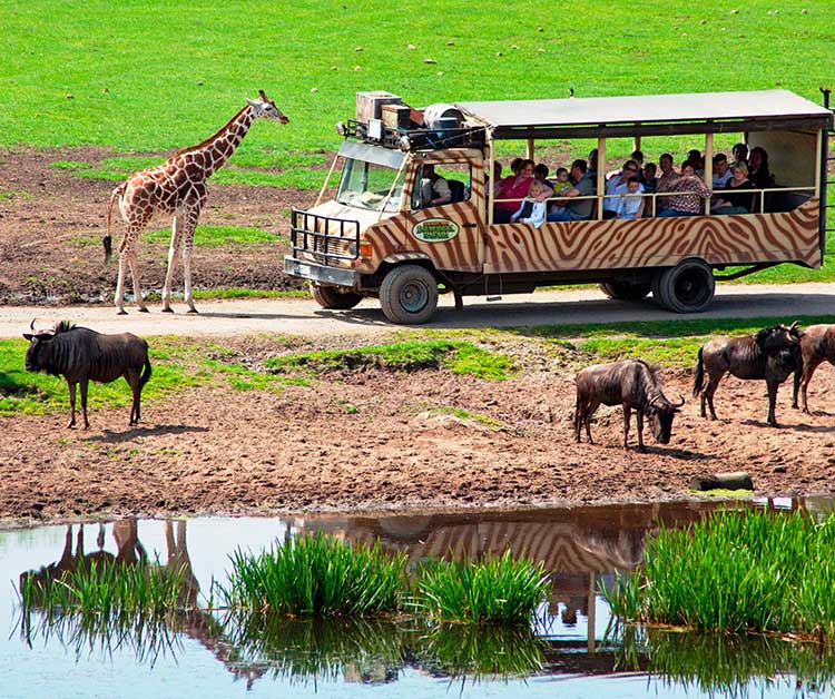 Bus im Serengeti Park zwischen Gnus und Giraffen.