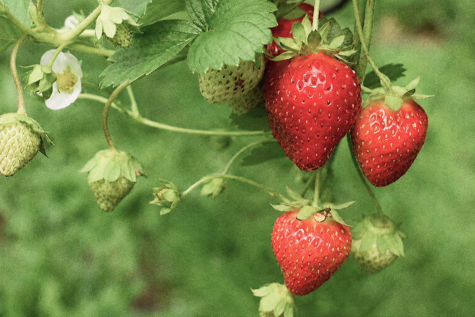 Fresh summer strawberries on the plant. Make the recipe.