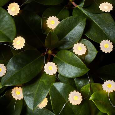 20 Daisy Outdoor Micro Fairy Lights