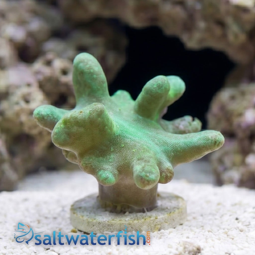 Devil's Hand Leather Coral: Green - Aquacultured