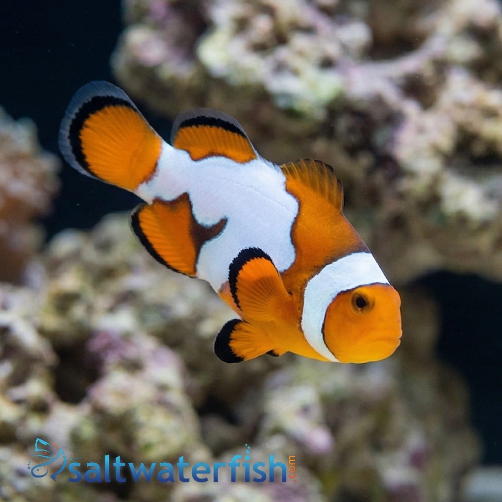 Semi Picasso Percula Clownfish featured specimen