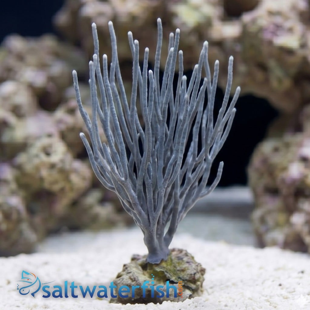 White Fan Gorgonian - Pacific