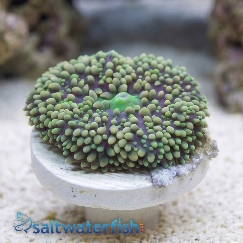 Mushroom Coral - Ricordea Green and Pink - Caribbean