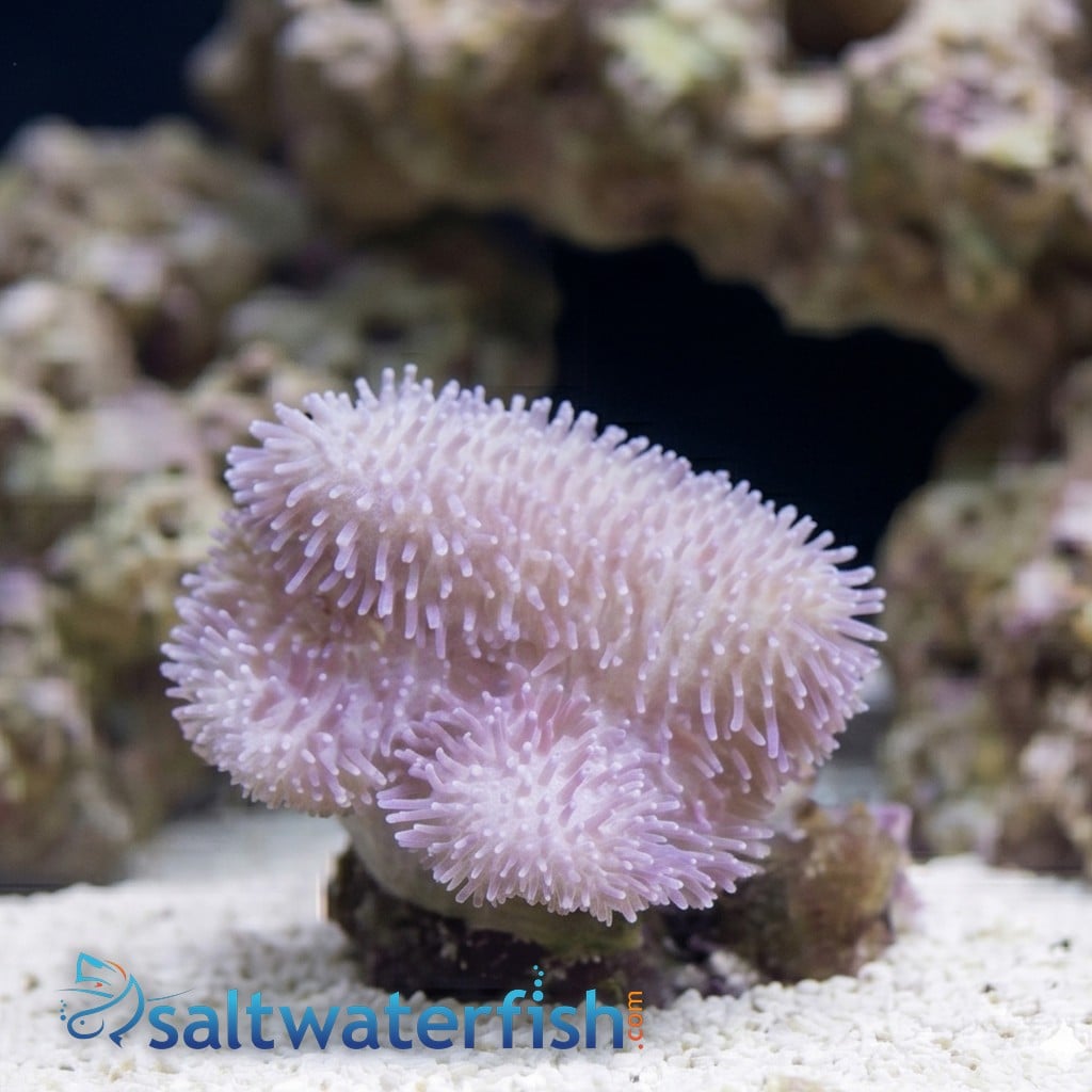 Toadstool Leather Coral: Mini