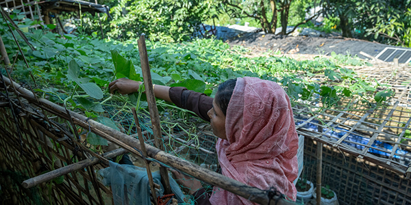 A woman tends to her vertical garden in Cox's Bazar.