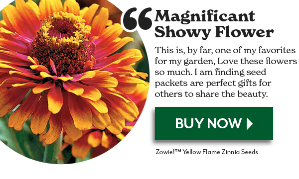 Zowie!™ Yellow Flame Zinnia Seeds