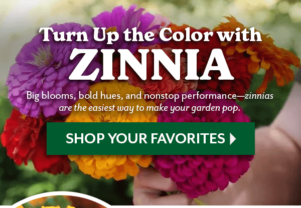 turn Up the Color with ZINNIA