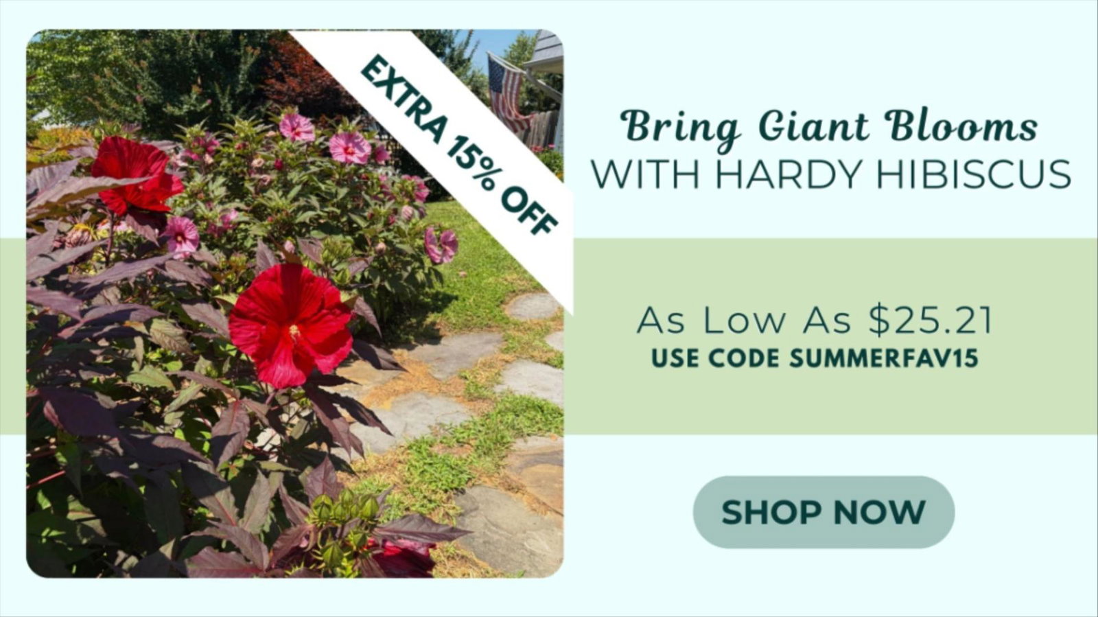 EXTRA 15% OFF HARDY HIBISCUS