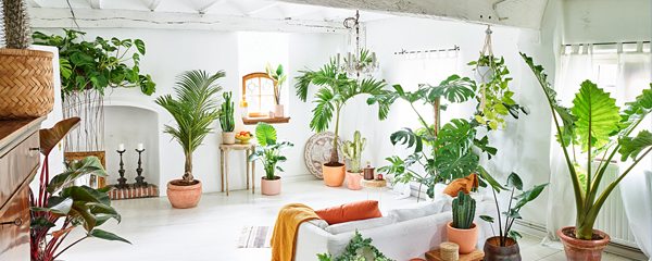 Palmenmann Header Sommergarten