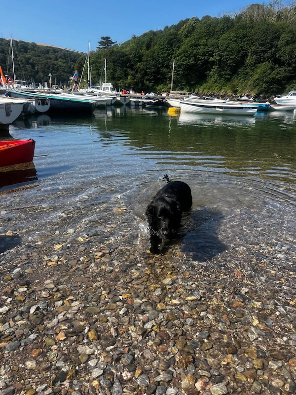 Bumble cooling off in the water
