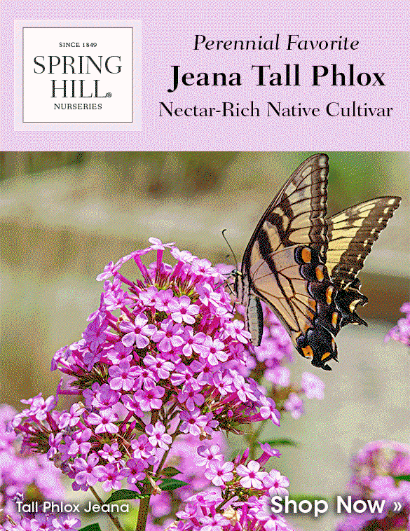 Enjoy Phlox & Flocks of Pollinators