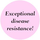 Exceptional disease resistance!