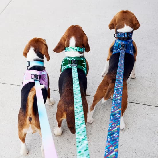Collars, Leashes and Harnesses Product Image
