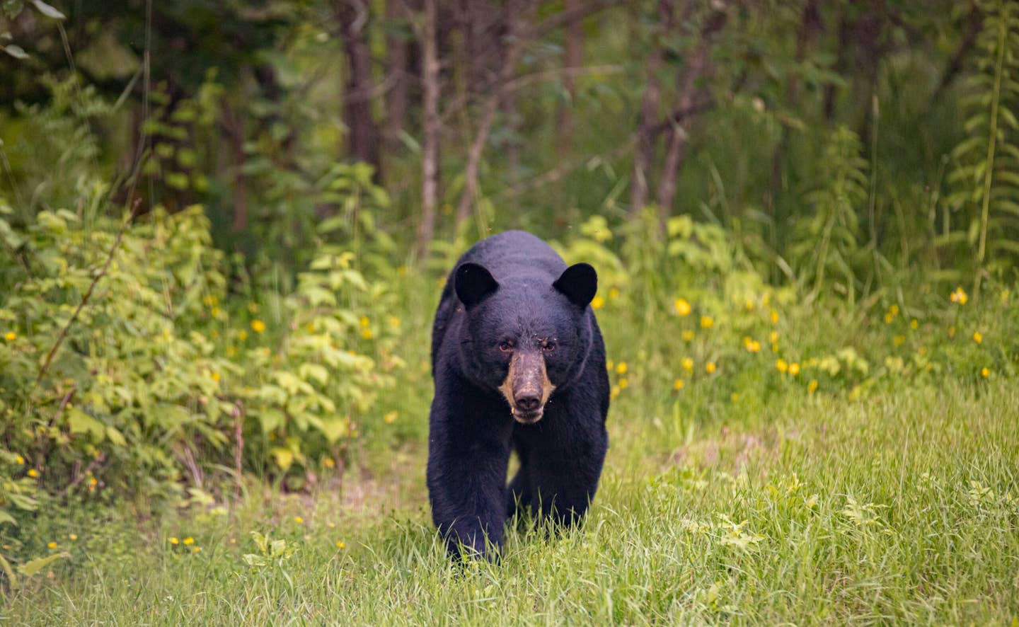 Black bear walking