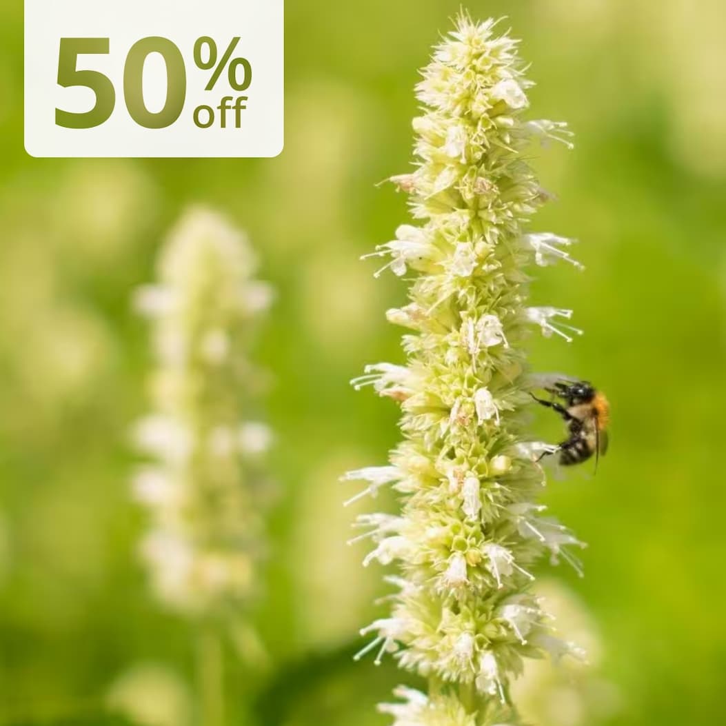 Agastache foeniculum 'Alabaster'