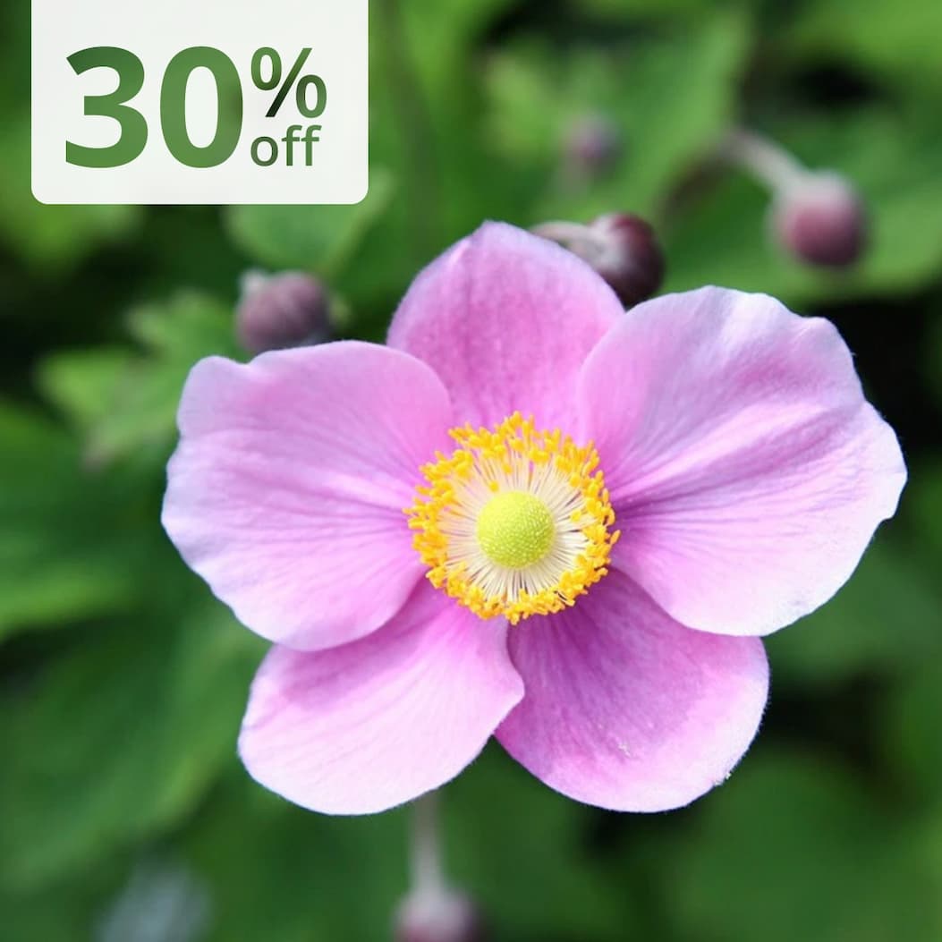 Anemone japonica 'Splendens'