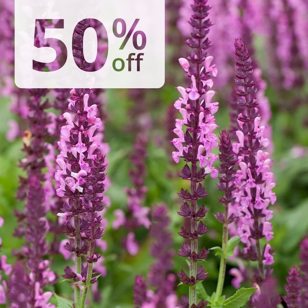 Salvia nemorosa 'Sensation Rose'