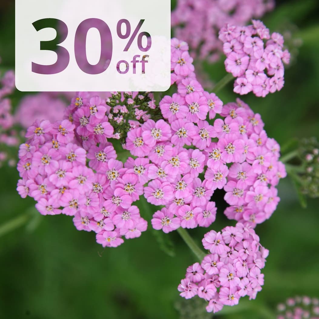 Achillea millefolium 'Lilac Beauty'