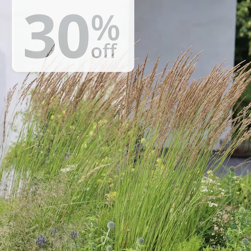 Calamagrostis × acutiflora 'Karl Foerster'