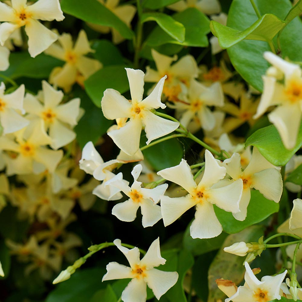 Trachelospermum 'Star of Toscana'