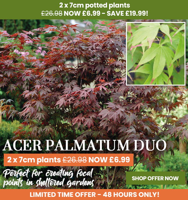 Acer palmatum Duo