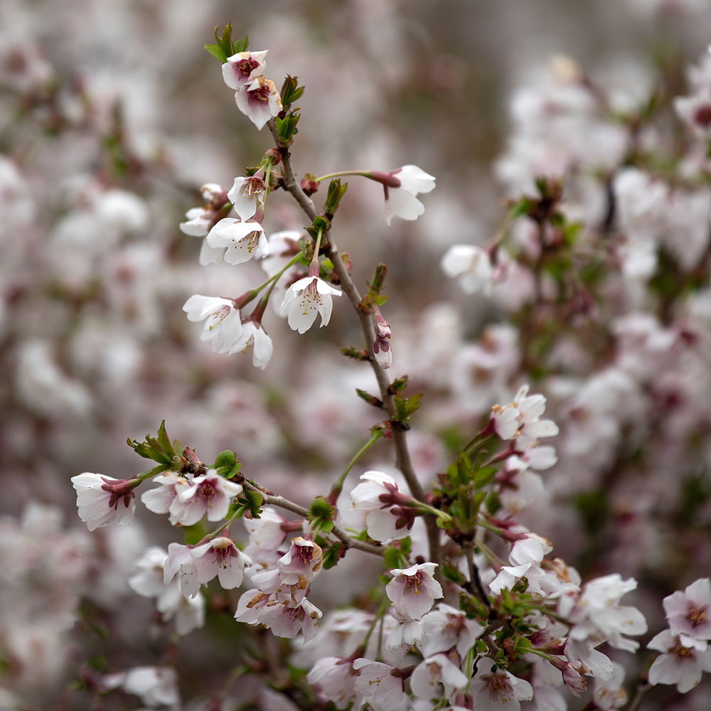 Prunus 'Kojo-No-Mai'