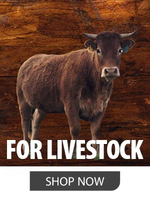 Shop Jeffers Products for Livestock