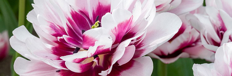 Flowering Bulbs