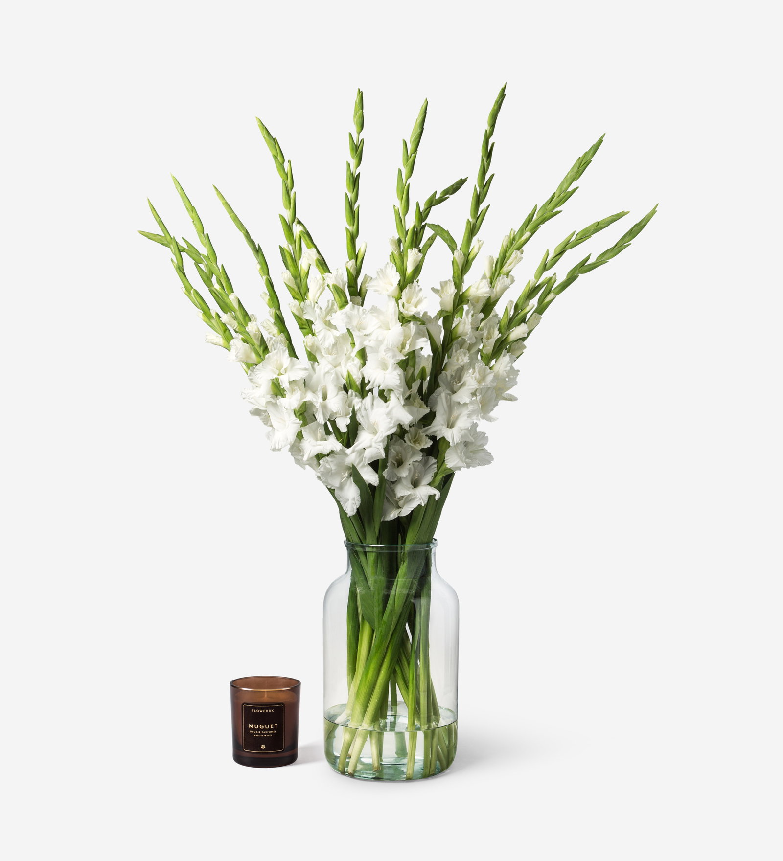 Gladiolus