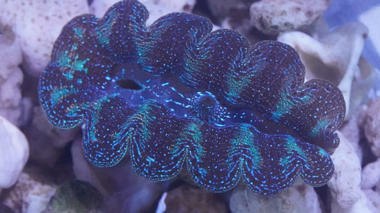 Crocea Clam: Ultra: Fiji - Aquacultured