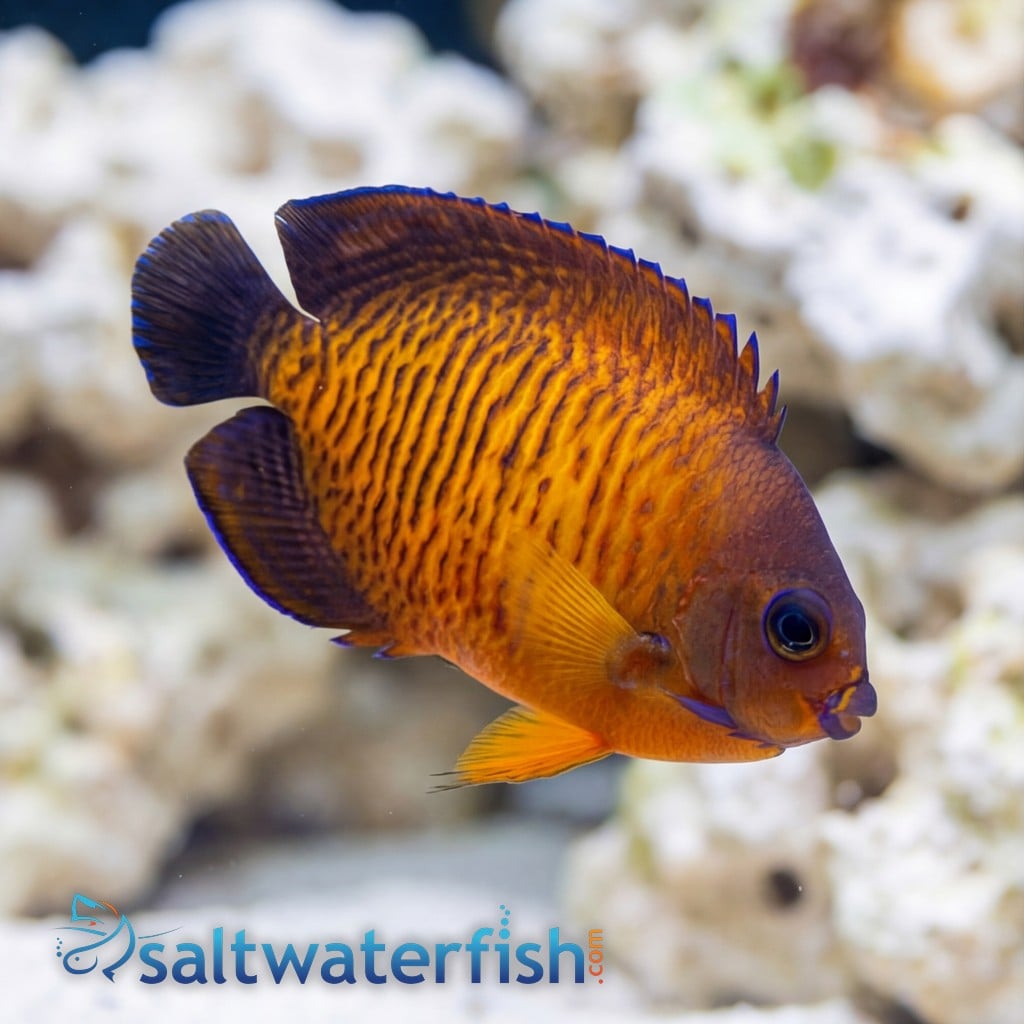 Coral Beauty Angelfish - Fiji