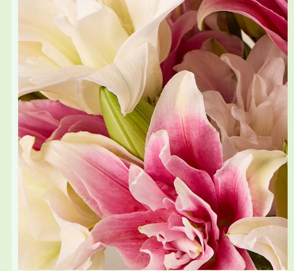 Image of rose lilies