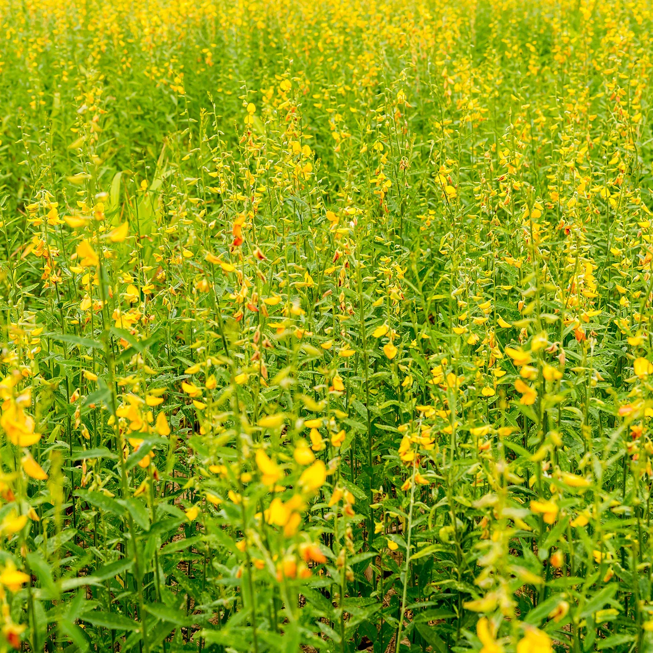 Image of Sunn Hemp
