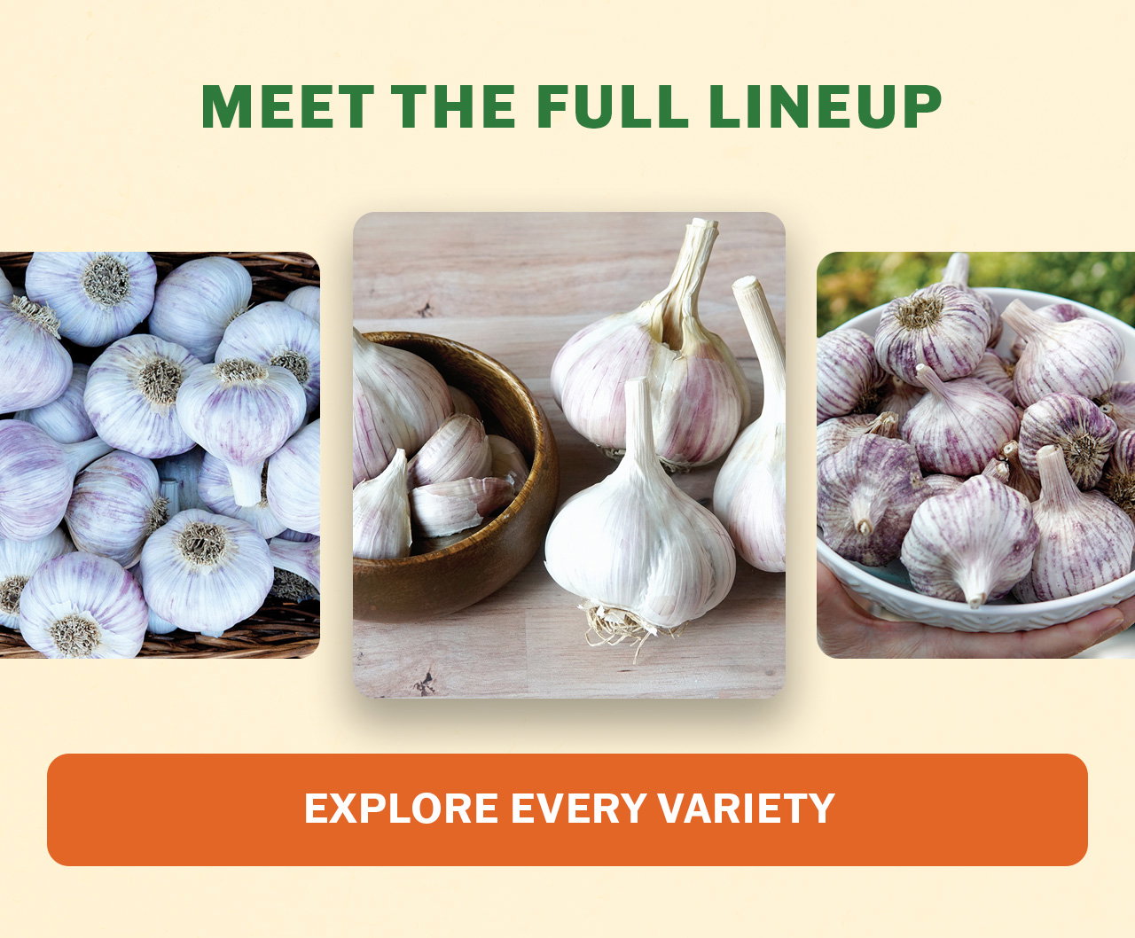 Shop our full garlic selection