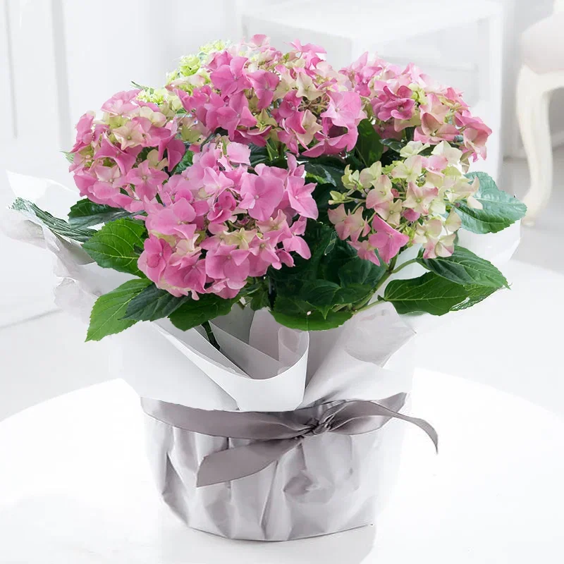 Image of Gift Wrapped Pink Hydrangea Plant