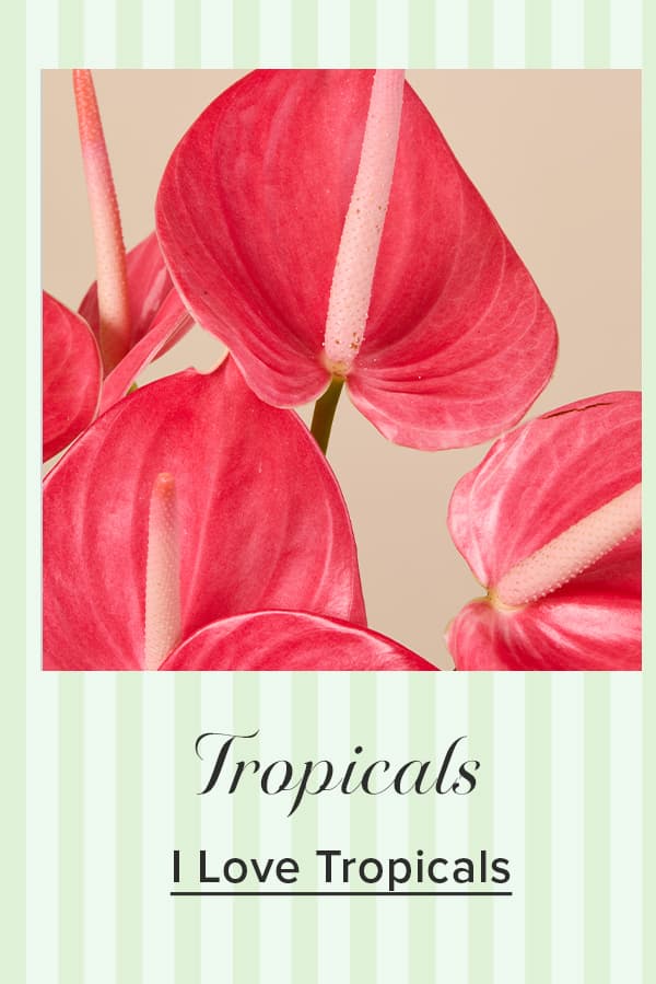 Shop Tropicals